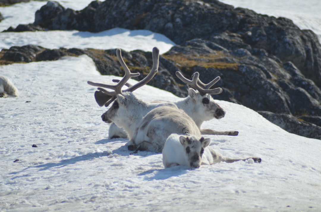 Alaska Vacation Packages: Northern Lights & Wildlife Tours