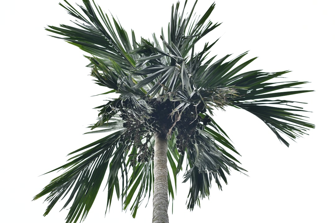 All Inclusive Vacation to Roatan: Your Ultimate Guide to Caribbean Bliss