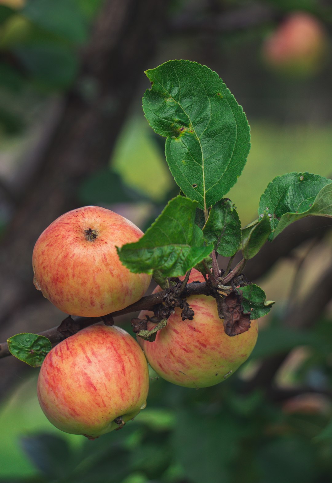 Apple Vacation Guide: Plan Your Perfect Trip to Apple Orchards