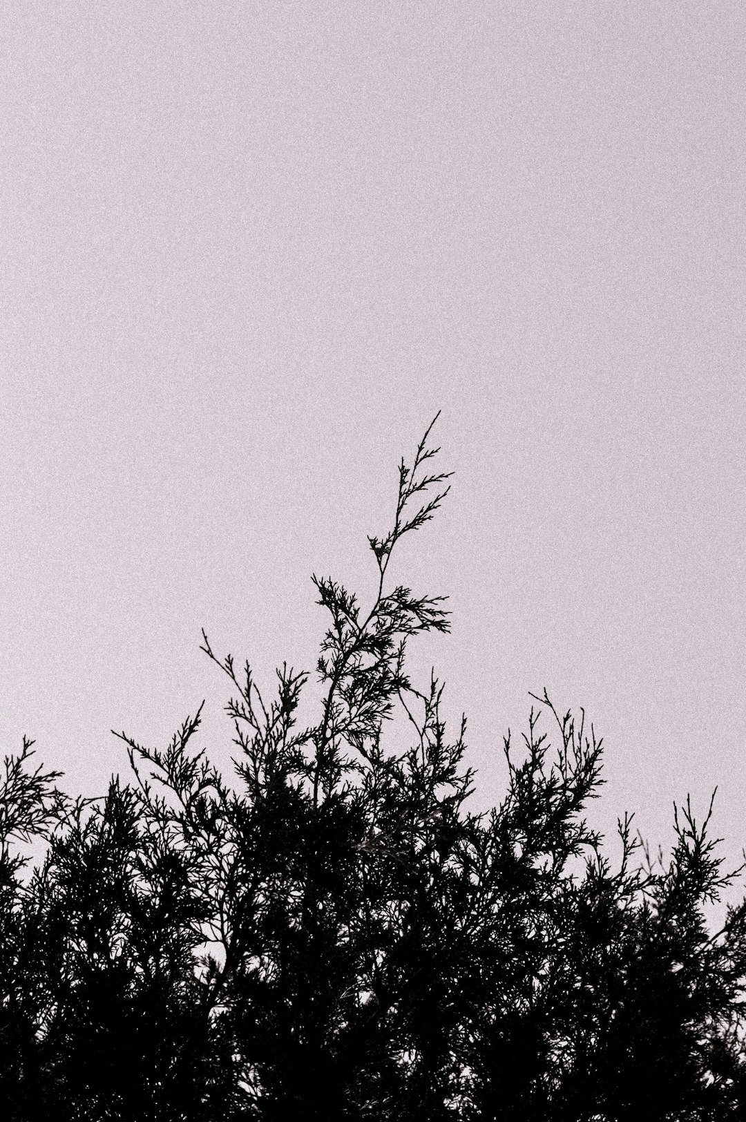 BART Chaos: Why Your Commute Is Getting Worse