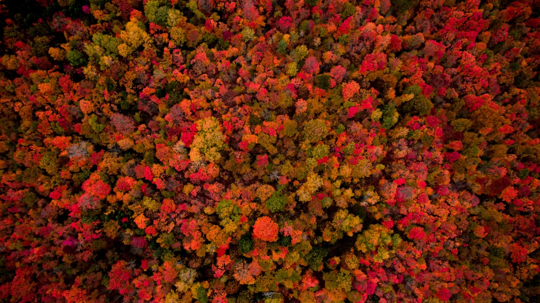 Best Fall Foliage Destination in US Revealed by Experts