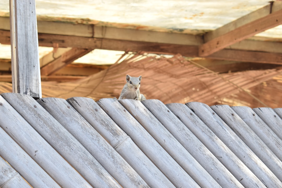 Best Roofers Near Me: Trusted Local Experts & Quality Materials