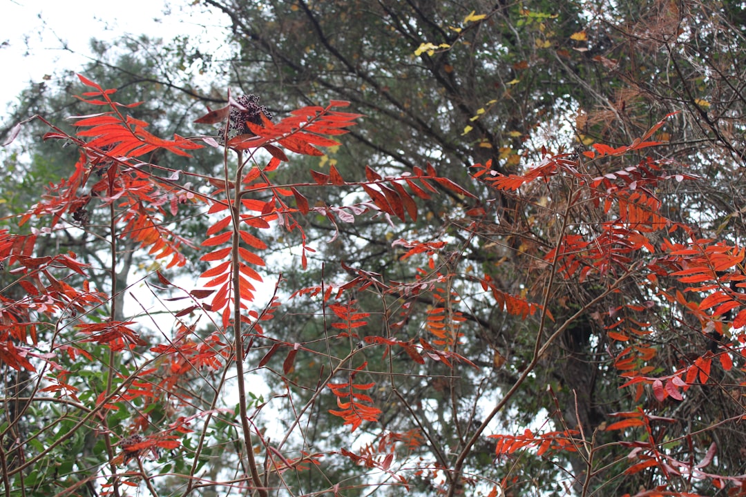 California's Secret Fall Colors You Never Knew Existed