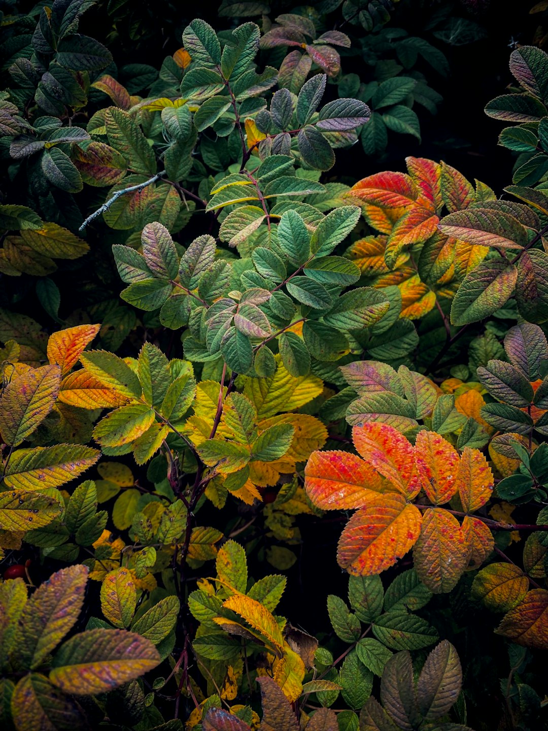 California's Secret Fall Colors You Must See Now