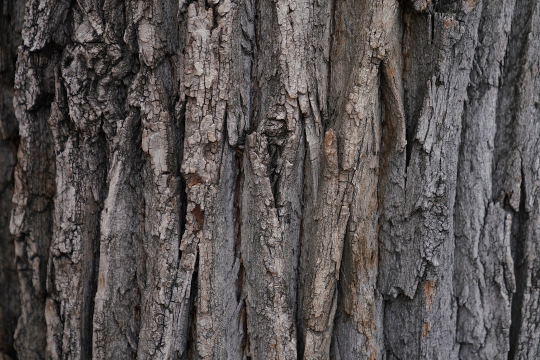 Cedar Roof Maintenance Guide: Expert Tips for Longevity & Repair