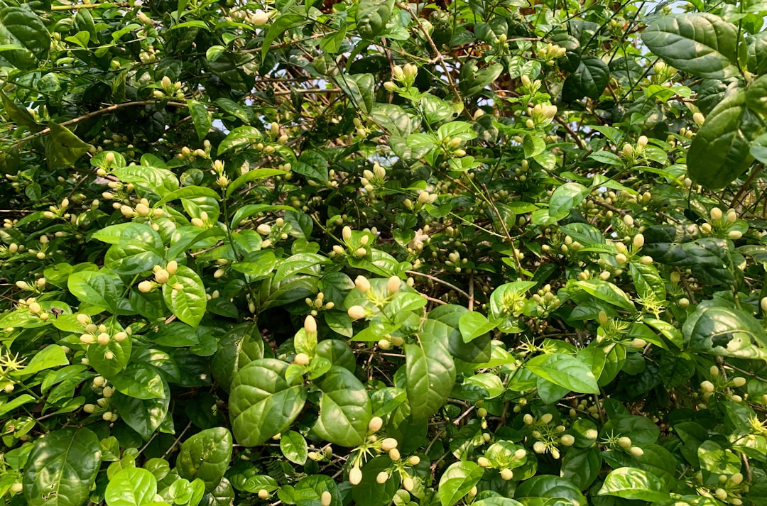 Cherry Grove Beach Vacation Rentals: Your Guide to Oceanfront Bliss & Family Fun