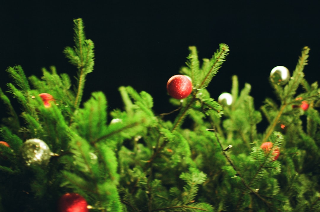 Christmas Vacation Clark: Ultimate Family Trip Guide & Destinations