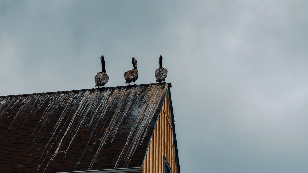 Claiming Roof on Insurance: Expert Guide for Storm Damage & Repairs