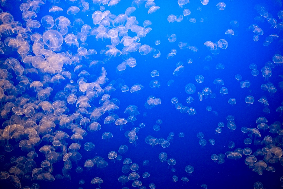 Clearwater Beach Vacation Rentals: Your Guide to Perfect Florida Stays