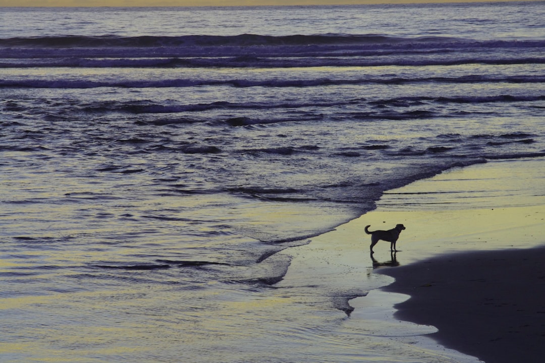 Unleash Adventure: Coastal Pet Gear Your Pup Will Love