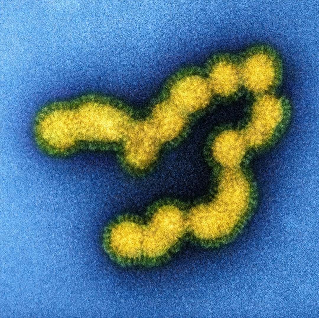 Cuba Virus Alert: Is Miami at Risk? Urgent Travel Warning