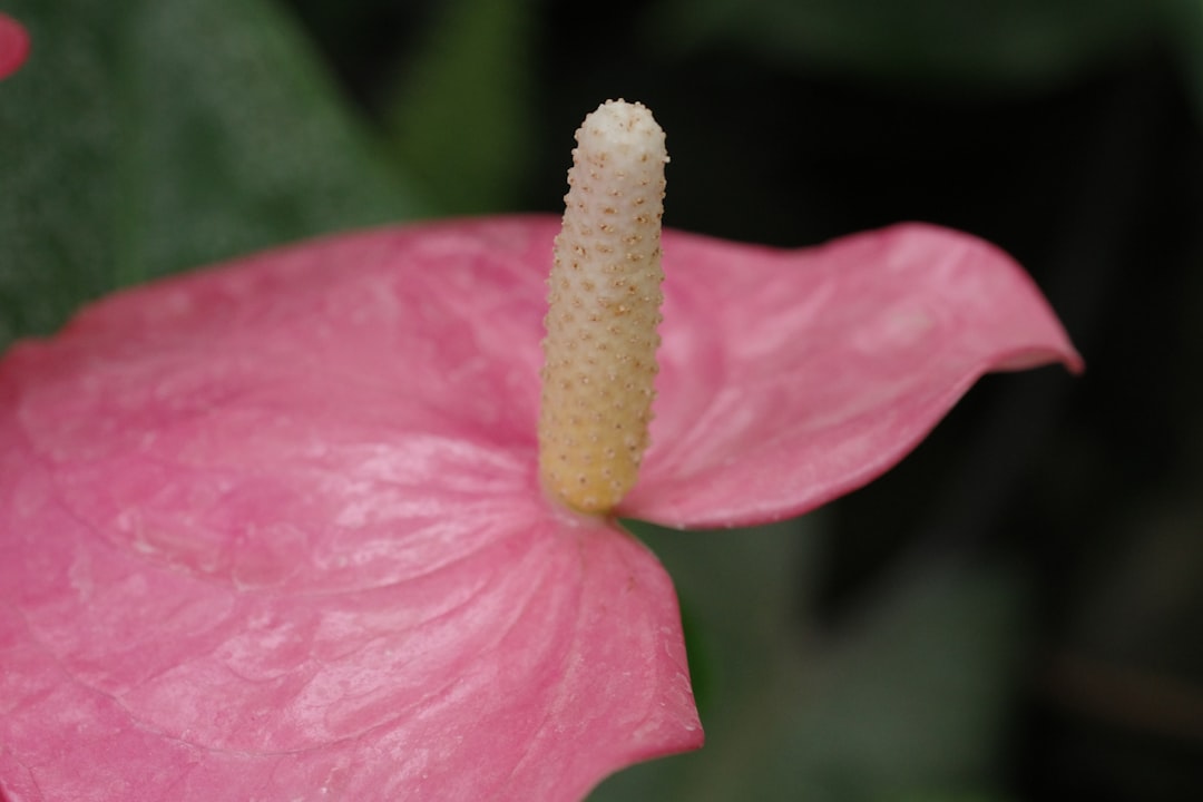 Destin FL Vacation Rentals: Your Ultimate Guide to Beachfront Homes & Condos