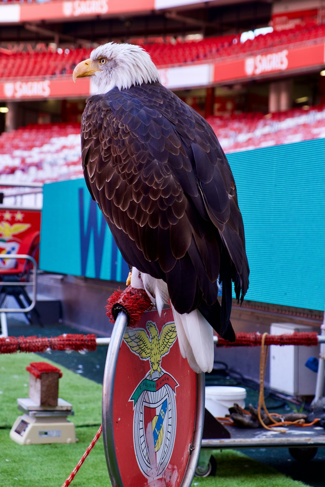 Eagles' Secret Travel Strategy for Buccaneers Game Revealed
