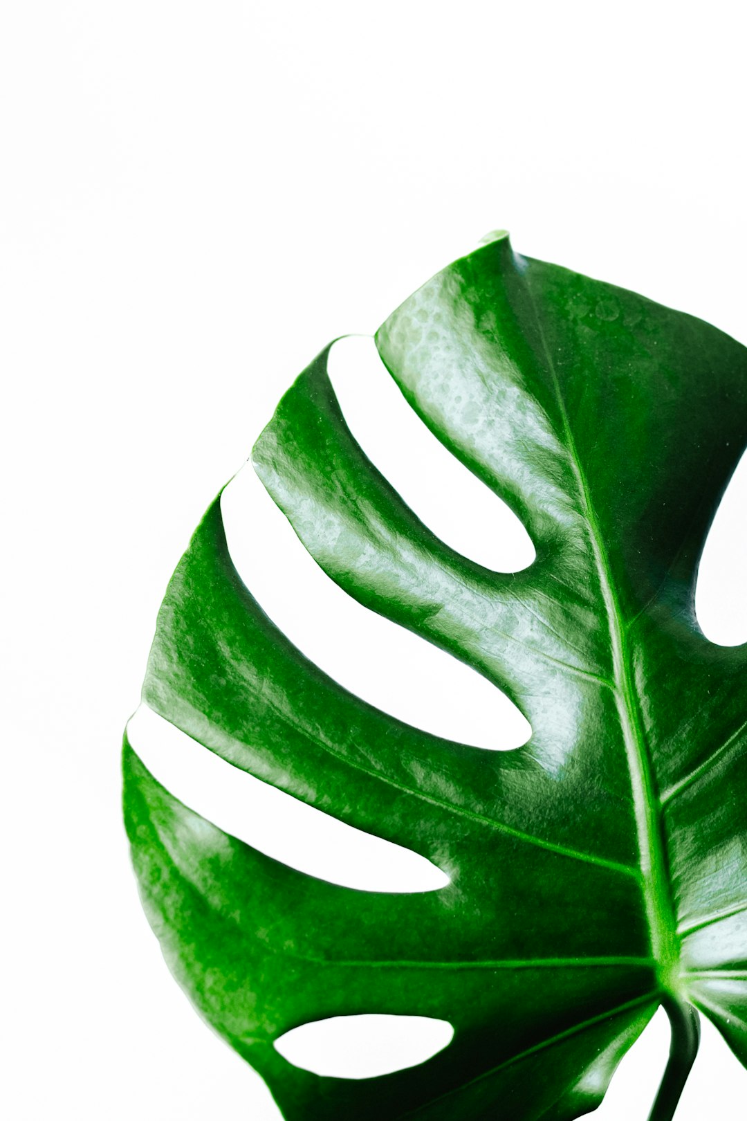 5 Eco-Friendly Luggage Brands That Save The Planet