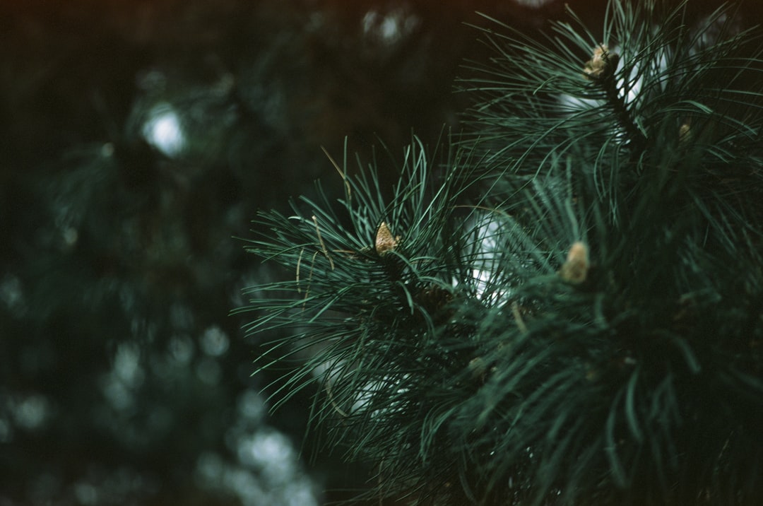 Eddie Christmas Vacation Guide: Festive Travel Tips & Destinations