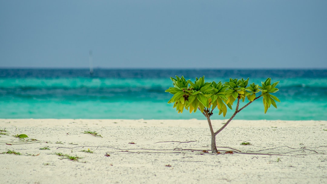 Exciting Beach Trend: Why It's Going Viral for 2026