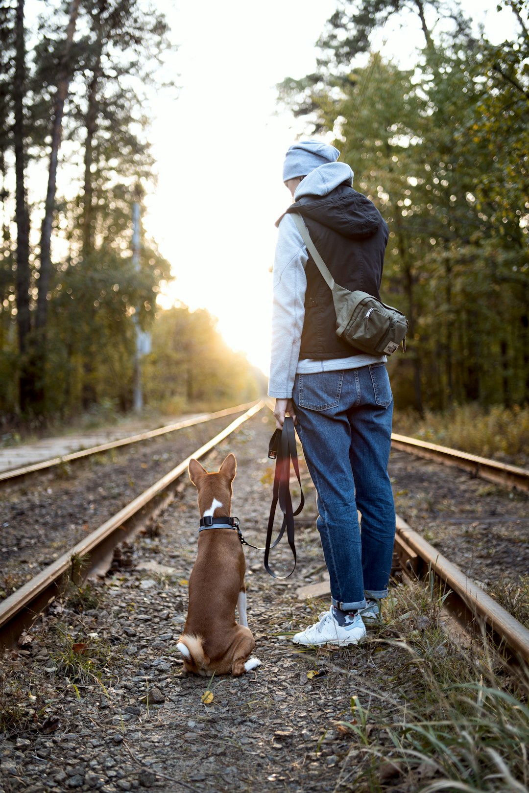 Expert Tips for Stress-Free Pet Travel in the USA