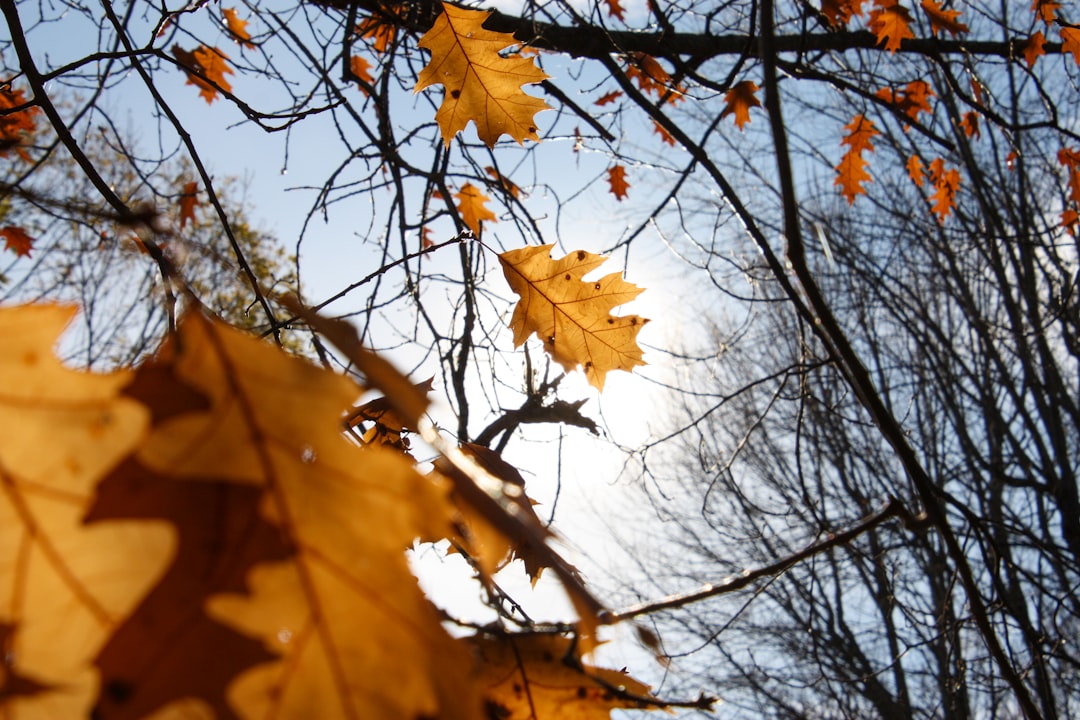 Fall Travel Boom: Why Autumn is the New Summer Vacation