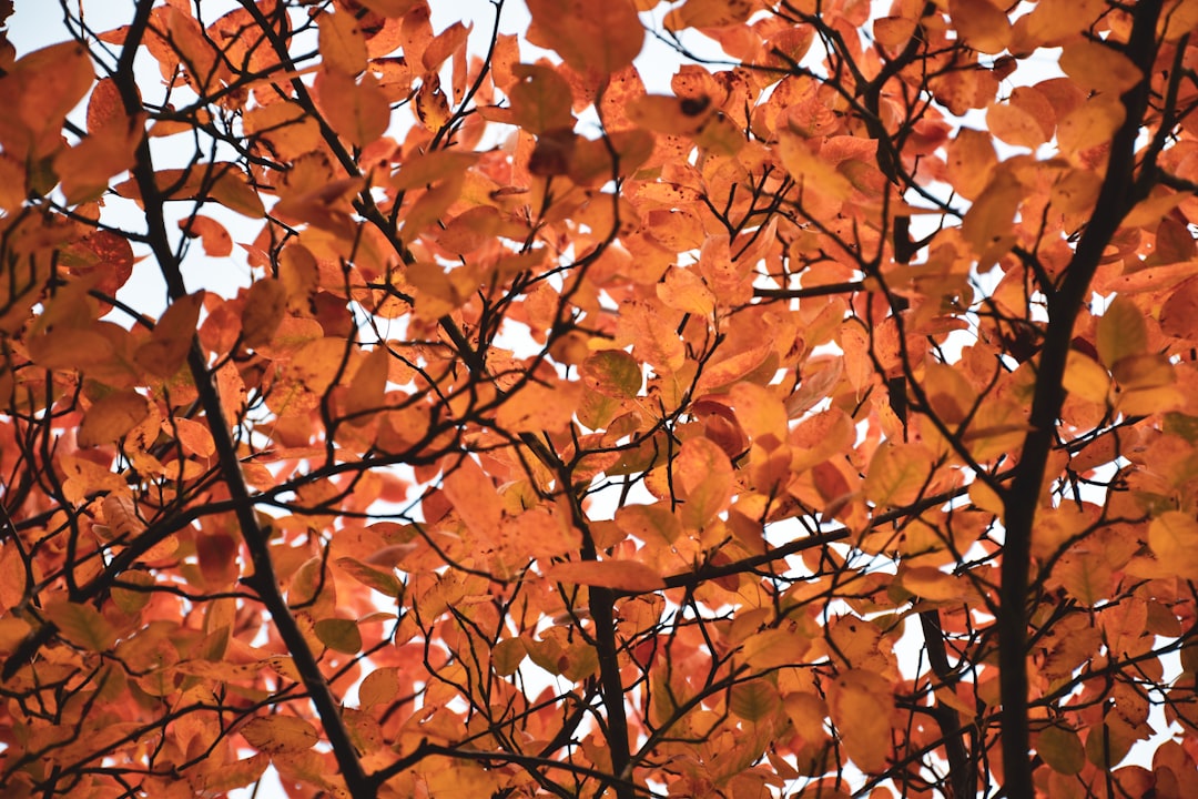 Fall Travel Deals 2025: Best Autumn Vacation Savings Guide