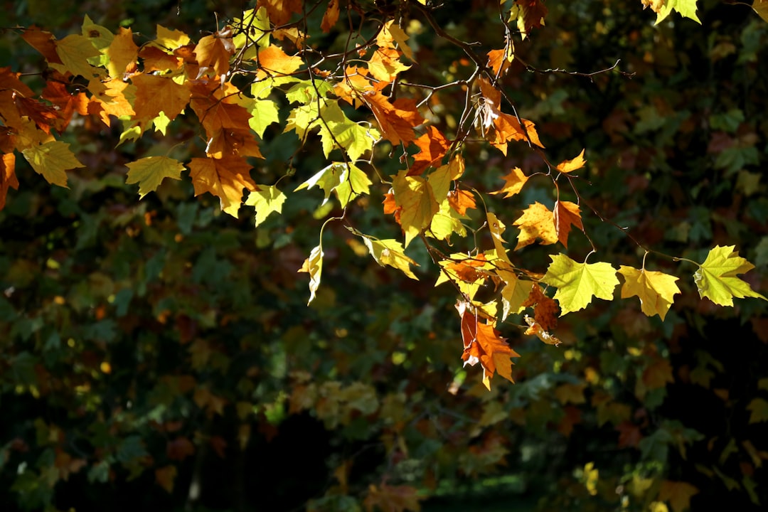 Fall Travel Deals 2025: Save Big on Autumn Getaways