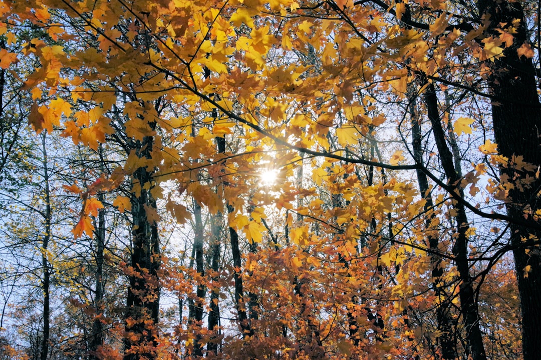 Fall Travel Secrets: 8 Expert Hacks for Amazing Deals