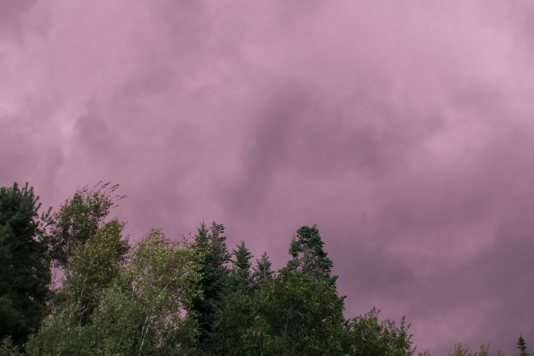 Fallen Trees Disrupt Kent and Surrey Travel Amid Wind Warnings