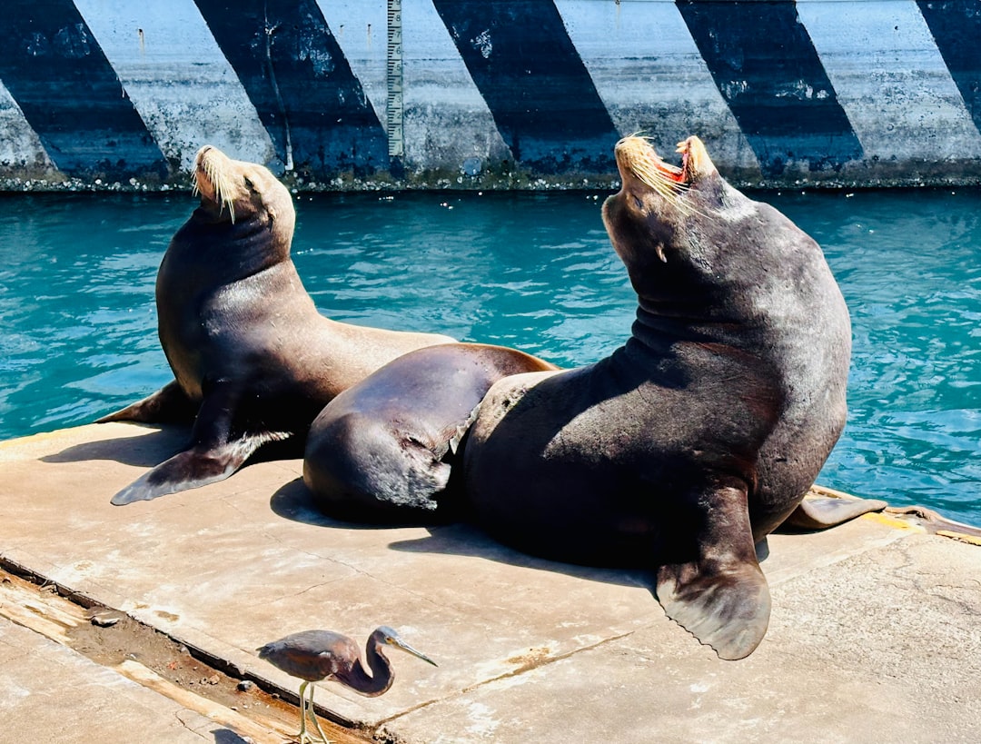 Folly Beach Vacation Rentals: Oceanfront Homes & Pet-Friendly Options