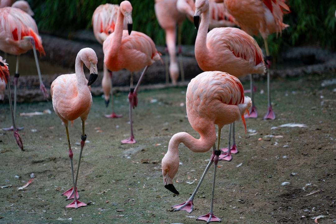 Hilton Grand Vacations Club Flamingo Las Vegas Resort Review & Tips