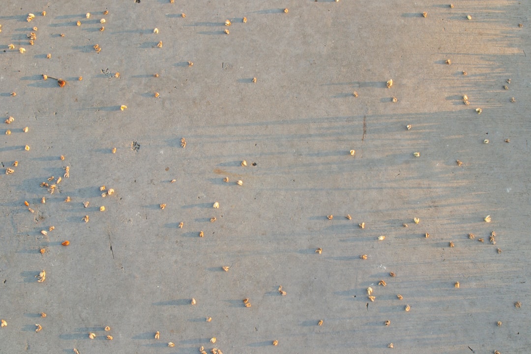 Hilton Grand Vacations Club Las Palmeras Orlando: Resort Guide & Timeshare Tips