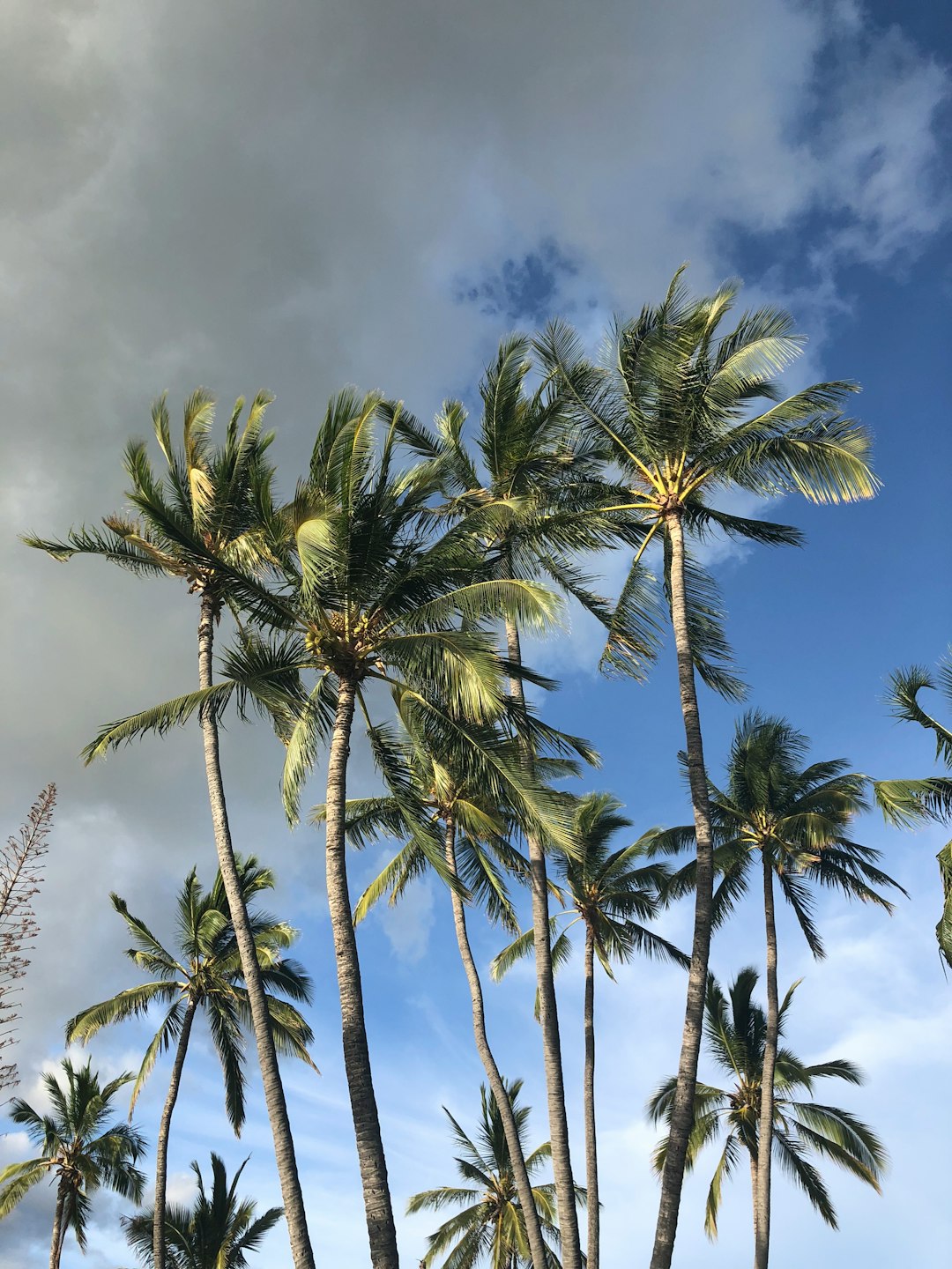 Hilton Grand Vacations Club Maui Bay Villas: Luxury Resort Guide