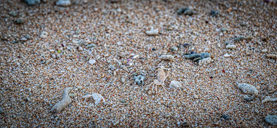 Hilton Grand Vacations Club Ocean Oak Resort Hilton Head - Luxury Beachfront Getaway