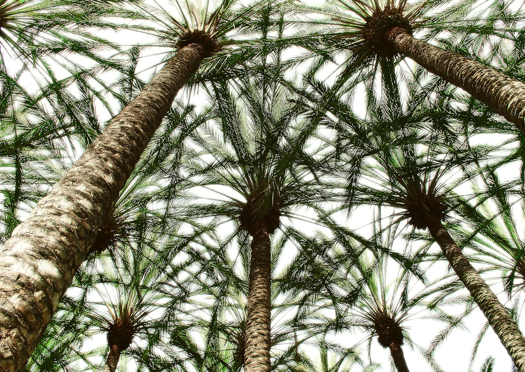 Hilton Vacation Club Palm Canyon Palm Springs: Luxury Resort & Family Getaway