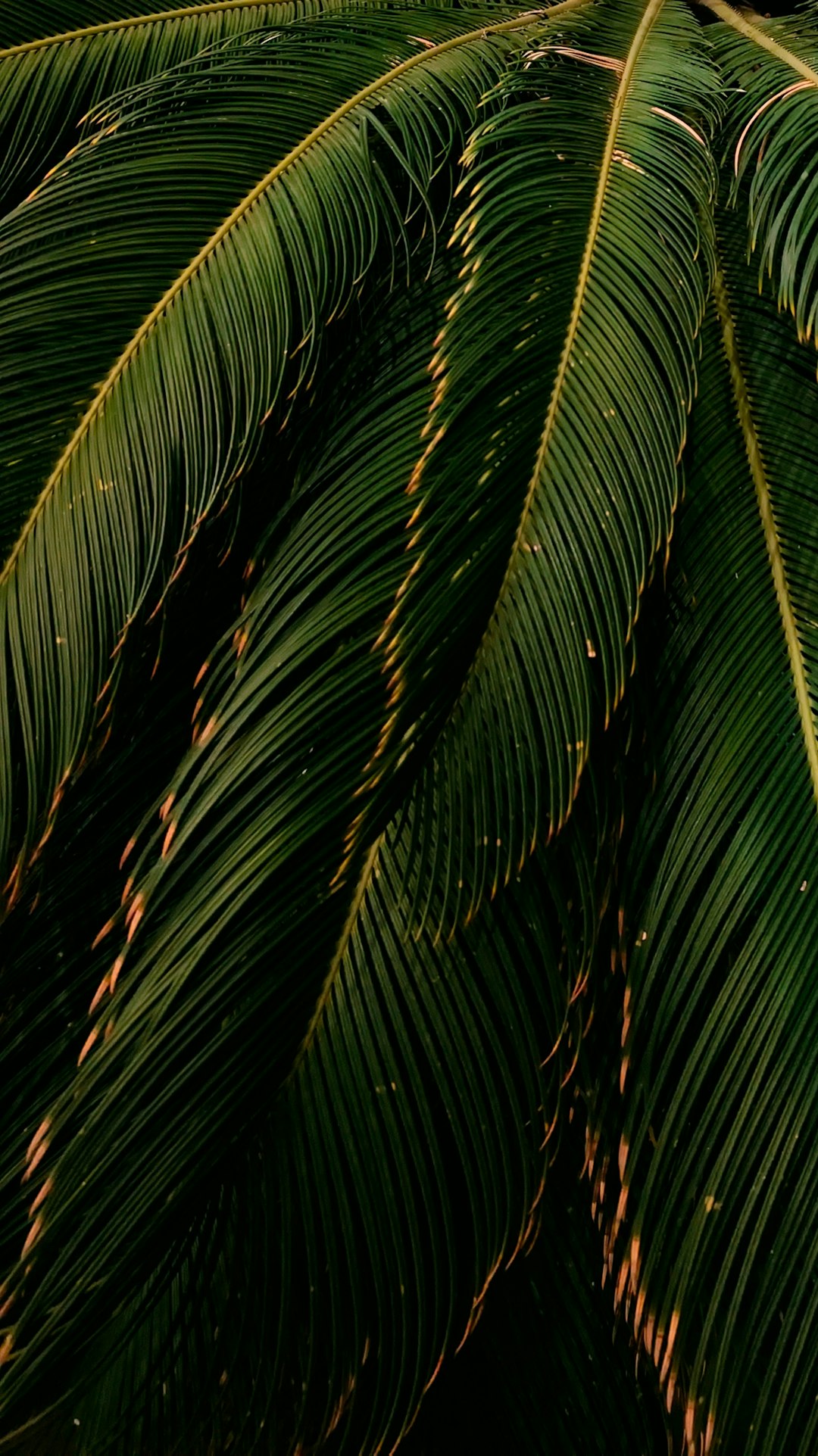 Hilton Vacation Club Palm Canyon Palm Springs: Luxury Resort Guide & Tips