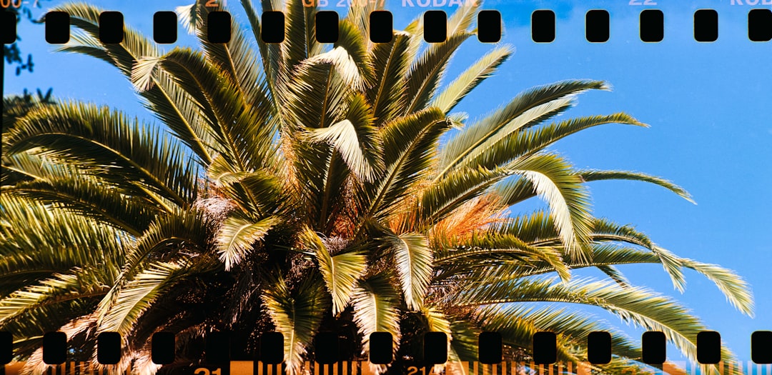 Hilton Vacation Club Palm Canyon Palm Springs: Resort Guide & Timeshare Tips