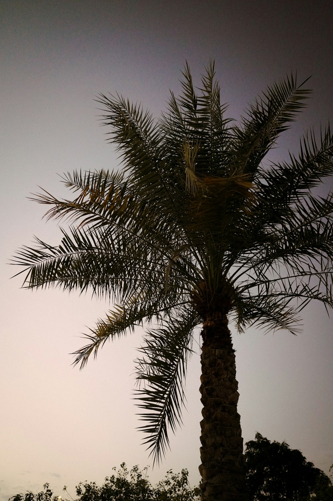 Holiday Inn Club Vacations at Desert Club Resort: Family Fun & Luxury