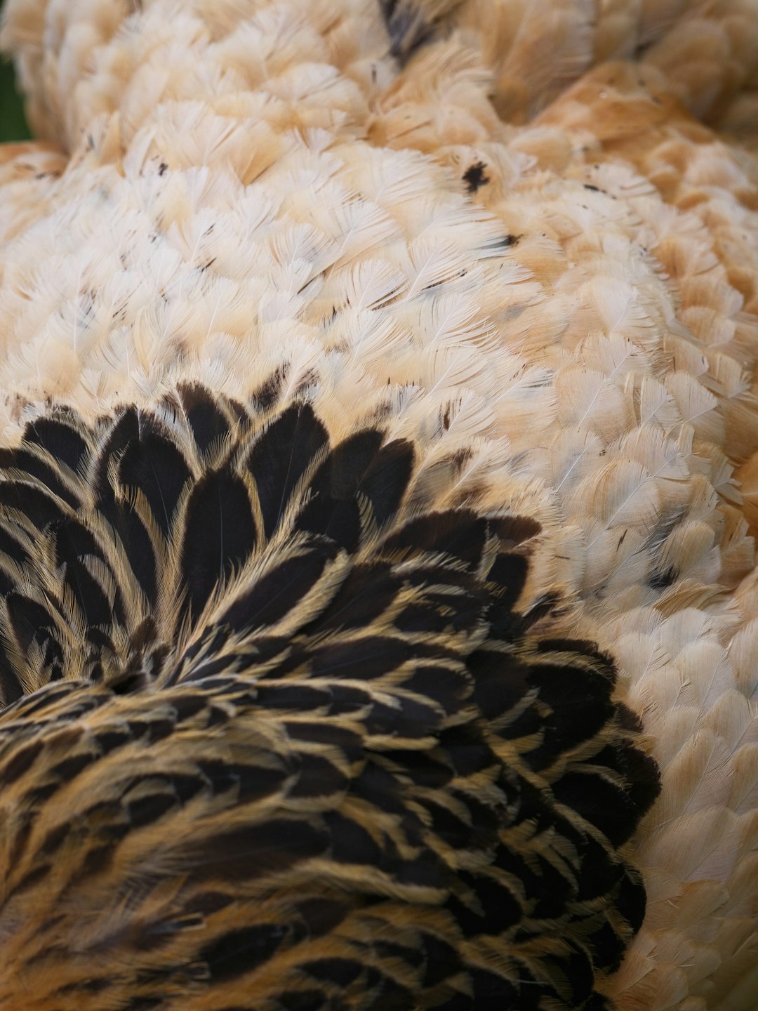 Is It Safe to Travel to Turkey Right Now? Latest Safety Guide & Travel Tips