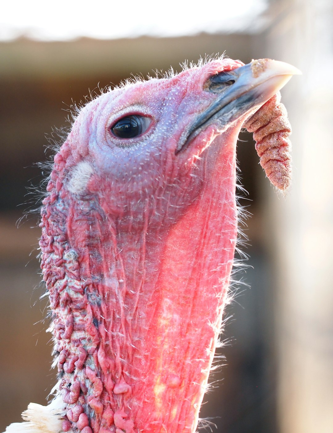 Is Turkey Safe to Travel? Essential Safety Guide & Tips