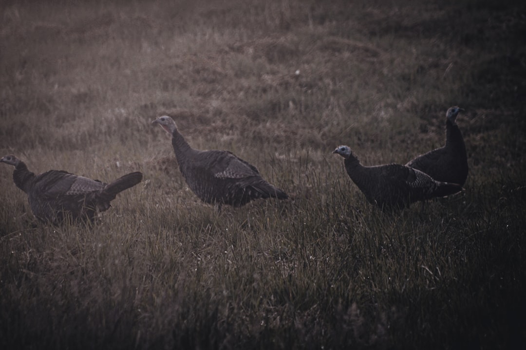 Is Turkey Safe to Travel? Safety Tips & Must-Know Advice