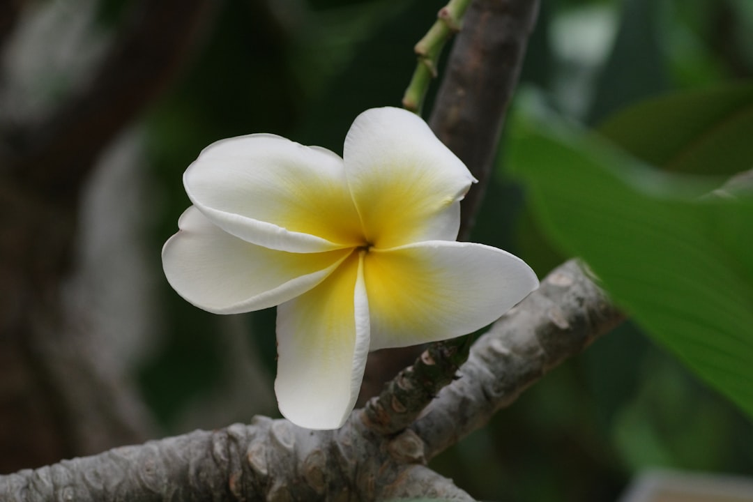 Kauai Vacation Rentals: Your Guide to Island Homes & Beach Villas