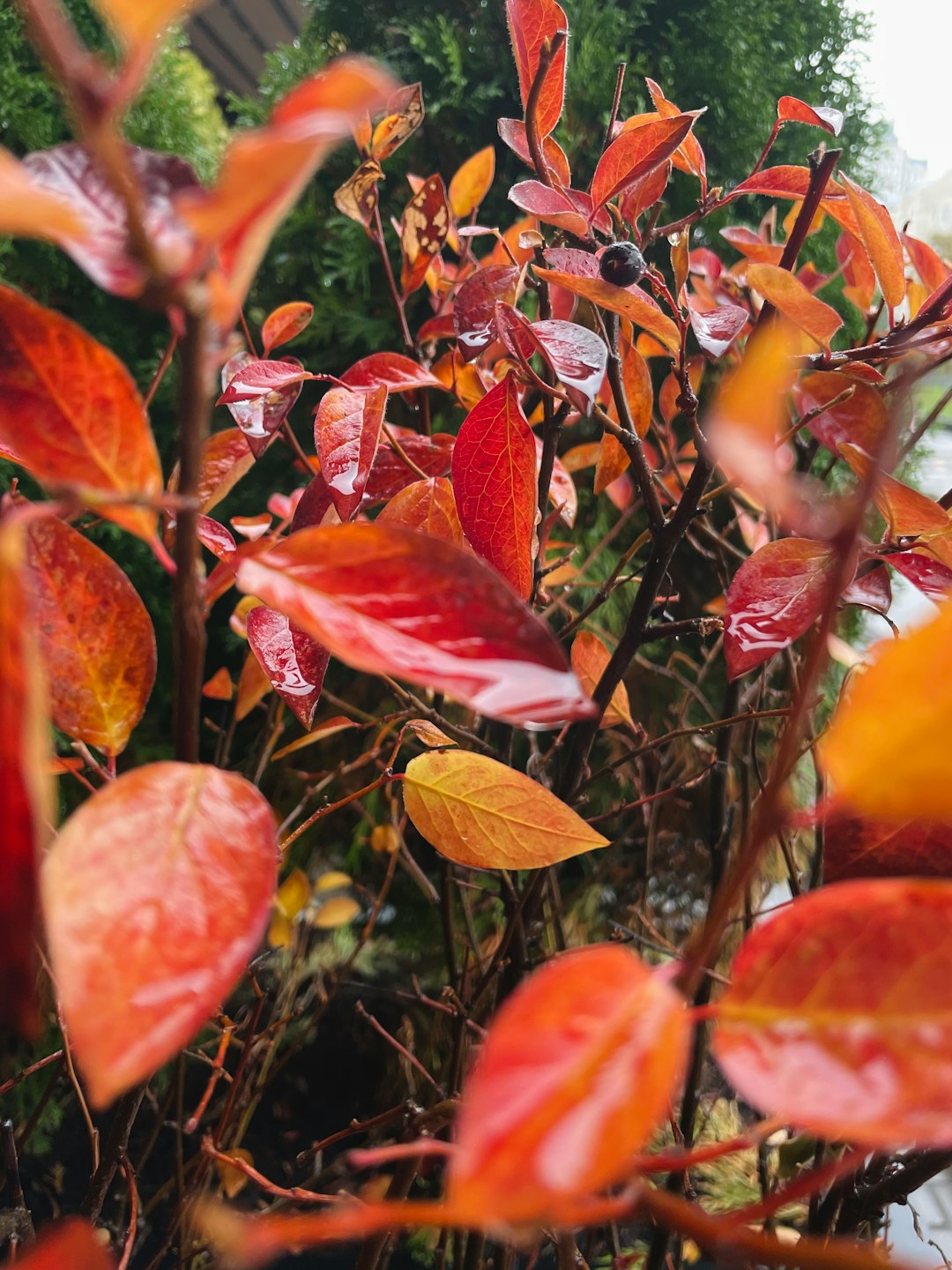 Mackinac Island: Best Fall Destination in USA Guide
