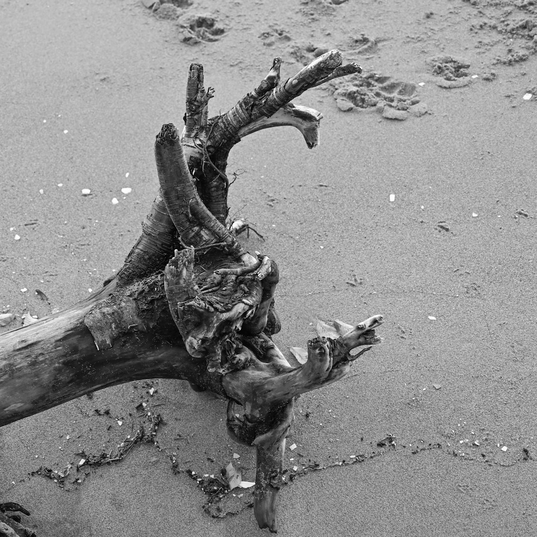 Myrtle Beach Vacation Guide: Best Family Fun & Coastal Adventures