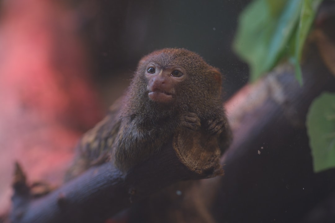 Mystery Mpox Spread: 3 Cases With No Travel History