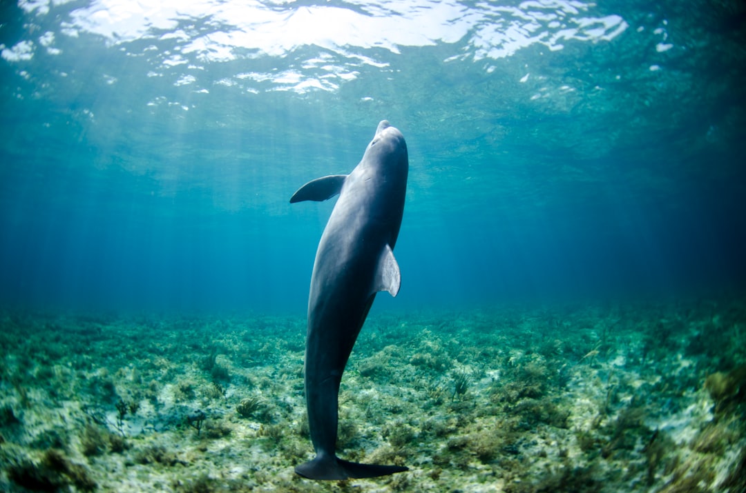 Nature Lover's Islands: Dolphins Up Close Travel Guide