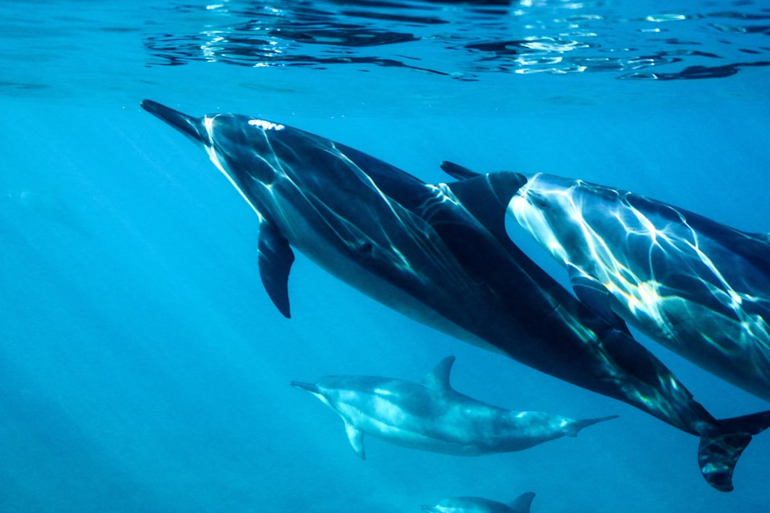 Nature Lover's Islands: Dolphins Up Close Travel Paradise