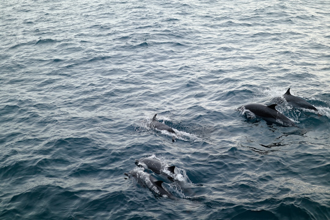 Nature Lover's Islands: Swim With Dolphins Up Close