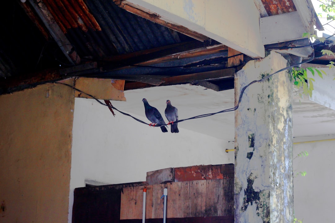 New Roof Insurance Claim Guide: Storm Damage & Hail Repair