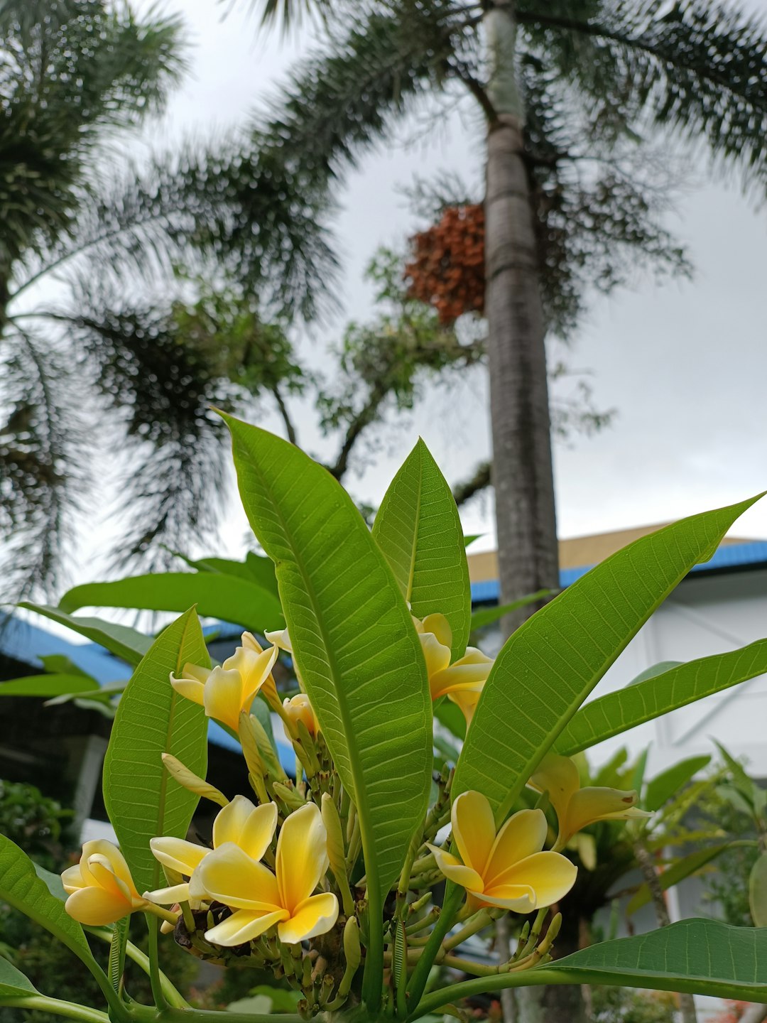 Oahu Vacation Rentals: Best Beachfront Homes & Budget Tips