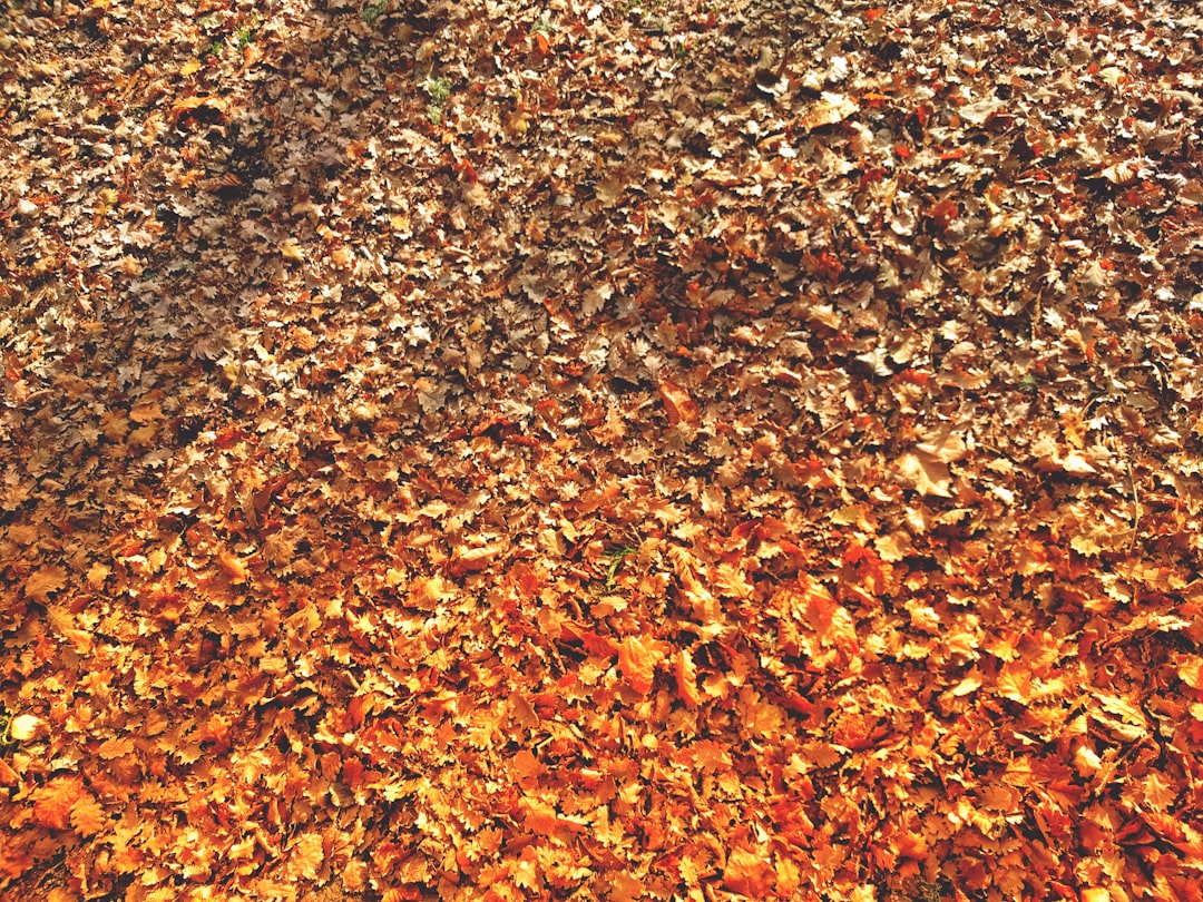 Ohio Fall Travel Deals: Deadline for Cheaper Prices