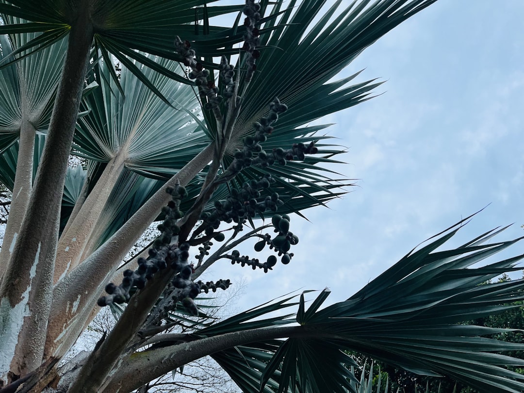 Palm Beach Shores Resort and Vacation Villas: Florida Luxury & Family Fun