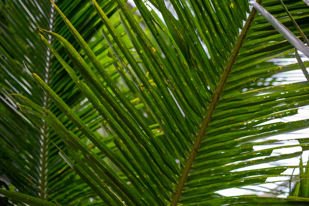 Palm Beach Shores Resort and Vacation Villas: Your Ultimate Florida Getaway Guide